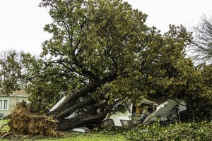 Orange County Falling Tree Injury Attorney