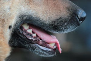 San Bernardino dog bite attorney